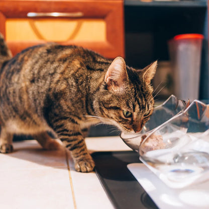 MeowBowl Orthopedic Anti-Vomiting Cat Feeder
