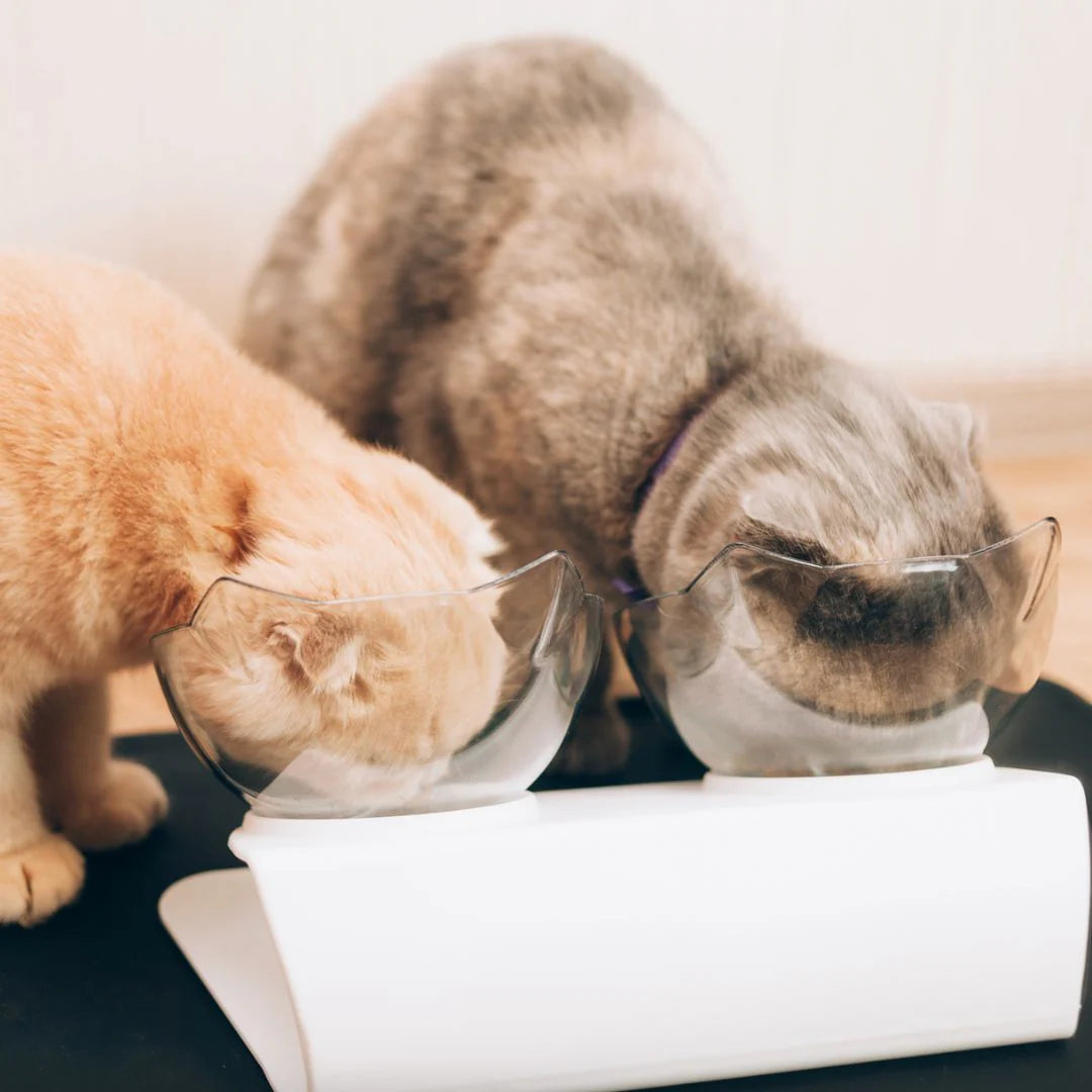 MeowBowl Orthopedic Anti-Vomiting Cat Feeder